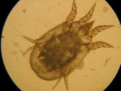Mark under a microscope