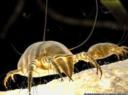 subcutaneous tick