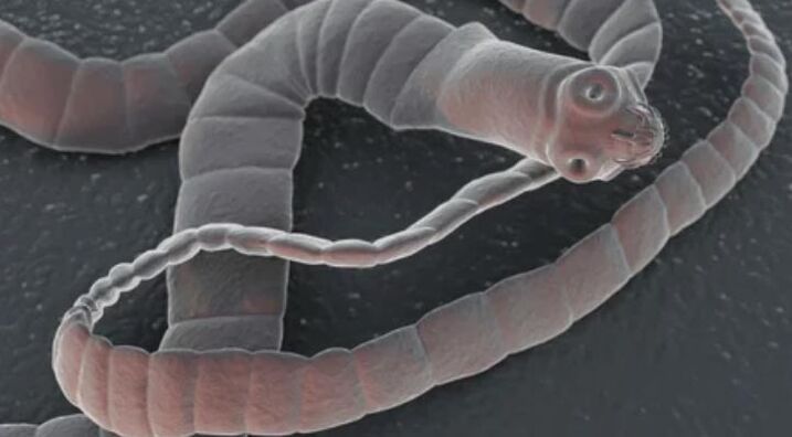 Worm -worm